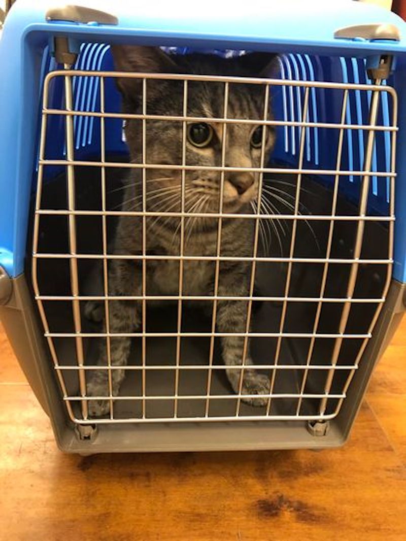 Ce chat s’échappe de sa cage de transport et se retrouve bloqué sous les rails du métro