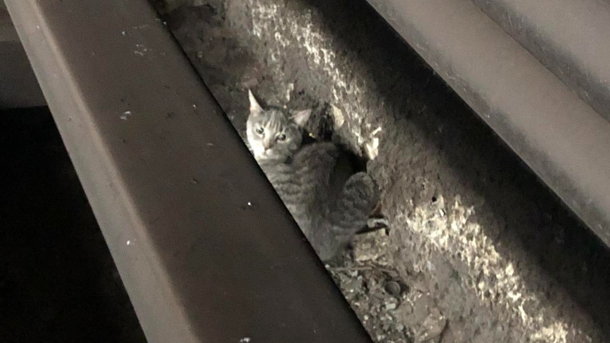 Ce chat s’échappe de sa cage de transport et se retrouve bloqué sous les rails du métro
