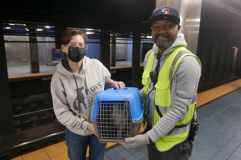 Ce chat s’échappe de sa cage de transport et se retrouve bloqué sous les rails du métro