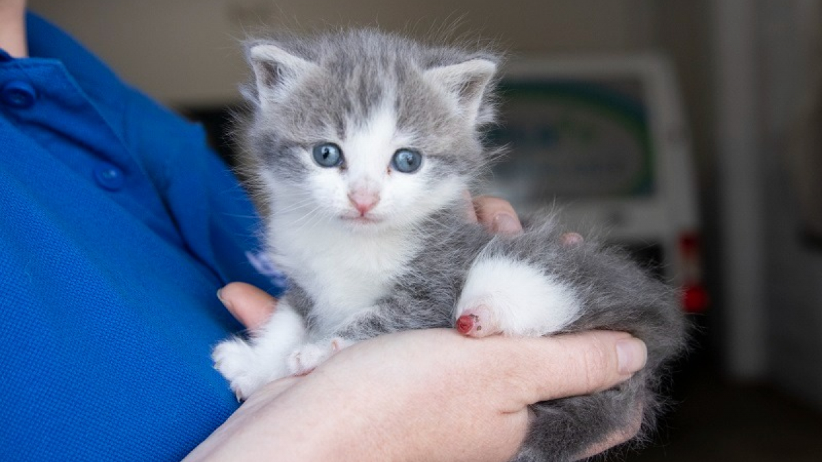 Ce chaton trouvé dans la rue avec une grave blessure à la patte lutte pour sa vie