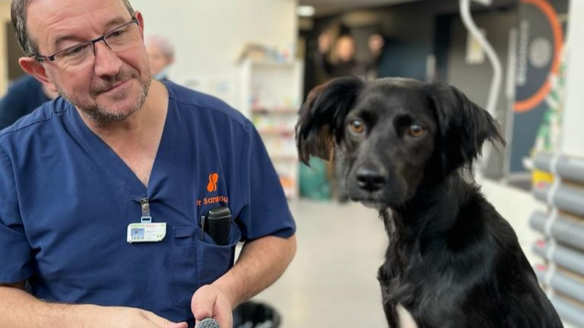 Ce chien amputé retrouve la joie de remarcher, ce procédé révolutionnaire a changé sa vie (Vidéo)