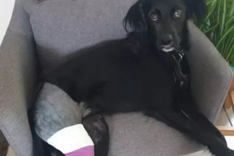 Ce chien amputé retrouve la joie de remarcher, ce procédé révolutionnaire a changé sa vie (Vidéo)