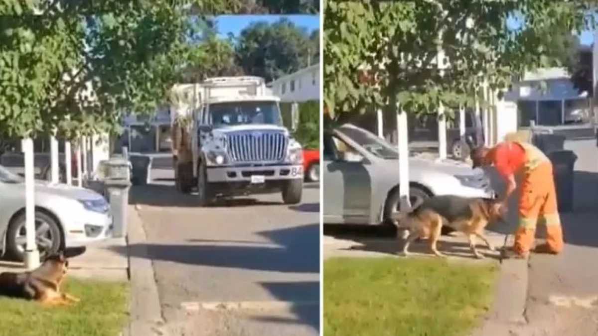 Ce chien attend le chauffeur du camion poubelle tous les jours, une histoire émouvante !