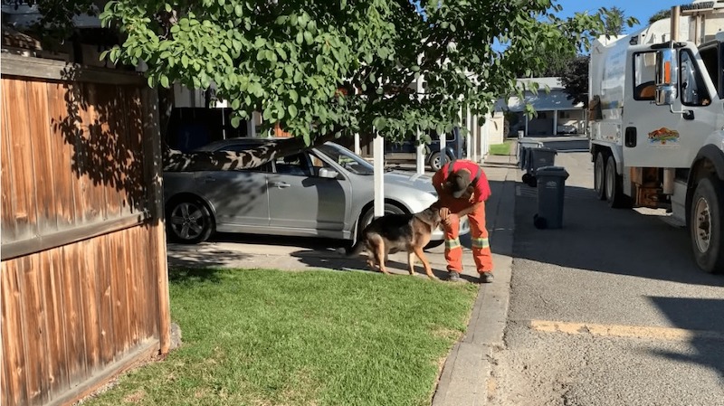 Ce chien attend le chauffeur du camion poubelle tous les jours, une histoire émouvante !