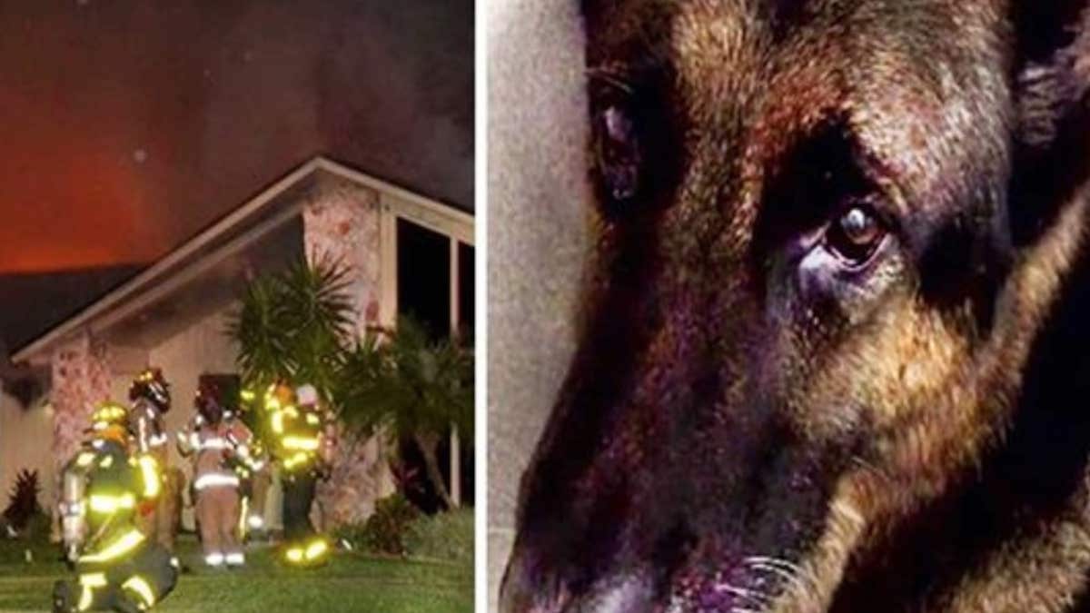 Ce chien héroïque sauve deux enfants de leur maison en flammes