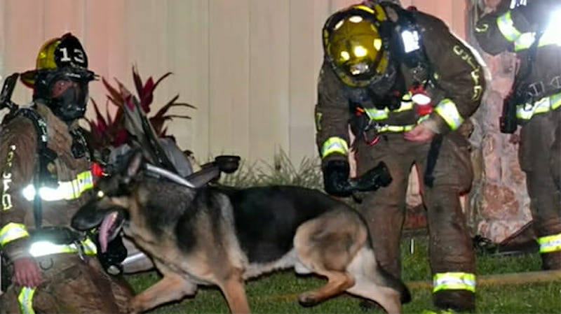 Ce chien héroïque sauve deux enfants de leur maison en flammes