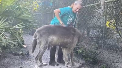 Ce chien-loup impressionnant devait être euthanasié, un refuge lui sauve la vie