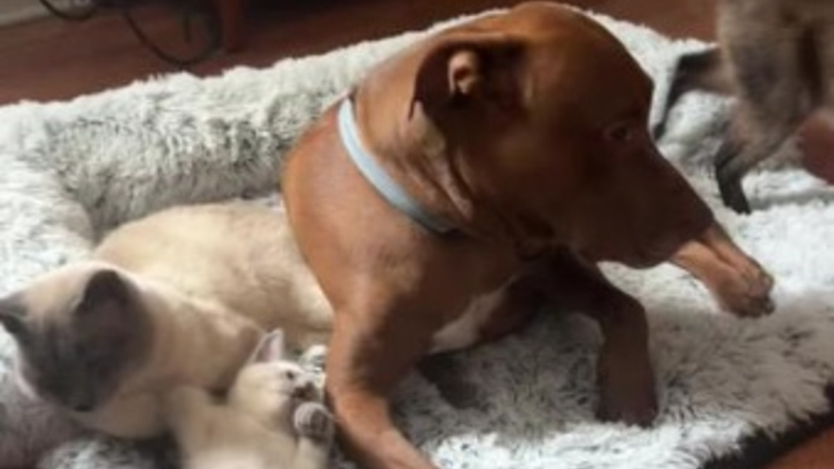 Ce chien obligé de partager son panier avec les chats de la maison a une réaction hilarante (vidéo)