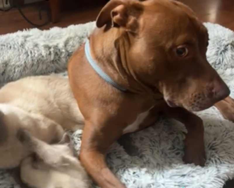 Ce chien obligé de partager son panier avec les chats de la maison a une réaction hilarante (vidéo)