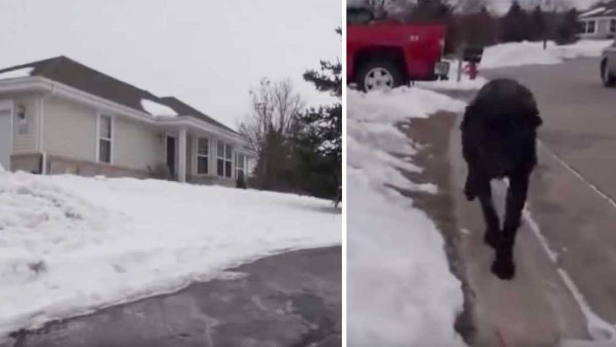 Ce chien ramène un policier chez lui pour l’aider à sauver sa maîtresse, un véritable héros