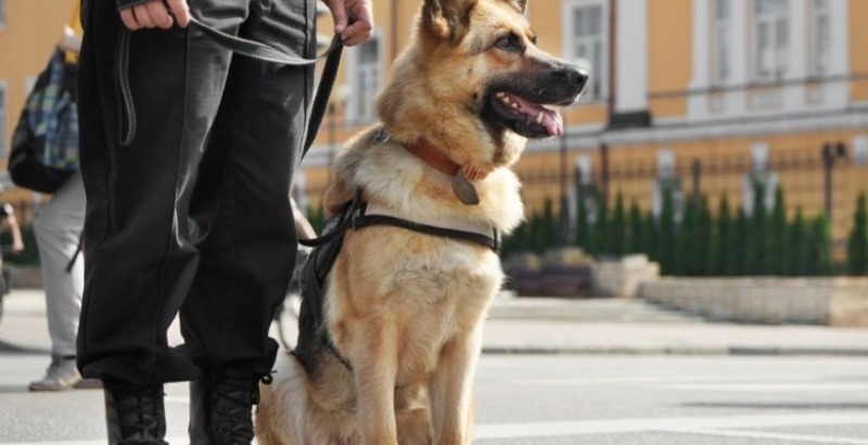 Ce chien refuse de quitter la tombe, la police l'ouvre et reste sans voix !