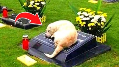 Ce chien refuse de quitter la tombe, la police l'ouvre et reste sans voix !