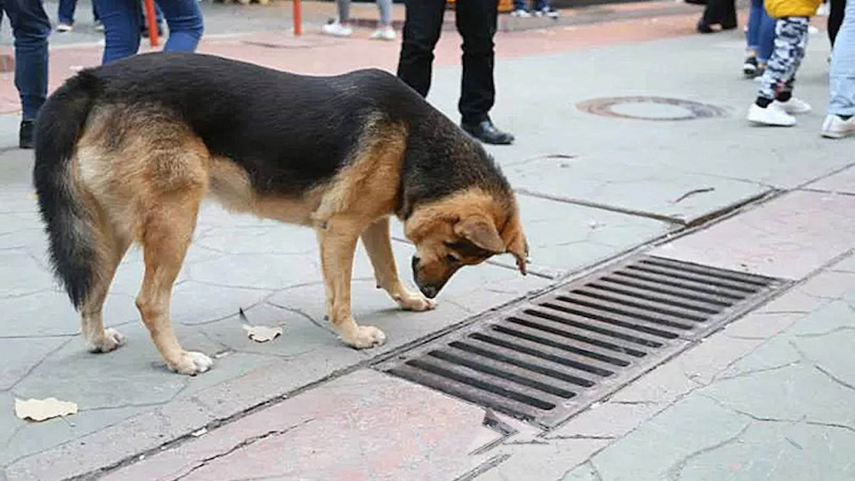 Ce chien regarde fixement la bouche d’égout, ils vont faire une découverte improbable !