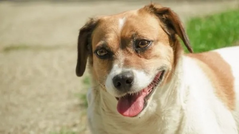 Ce chiot est ramené 11 fois au refuge, le personnel comprend enfin la raison déchirante