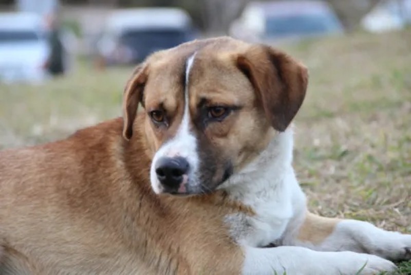 Ce chiot est ramené 11 fois au refuge, le personnel comprend enfin la raison déchirante