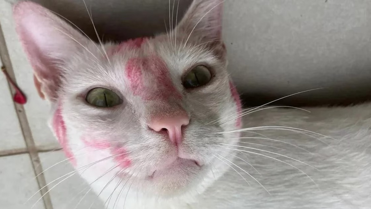 Ce chat débarque chez lui plein de rouge à lèvres, ils comprennent enfin pourquoi