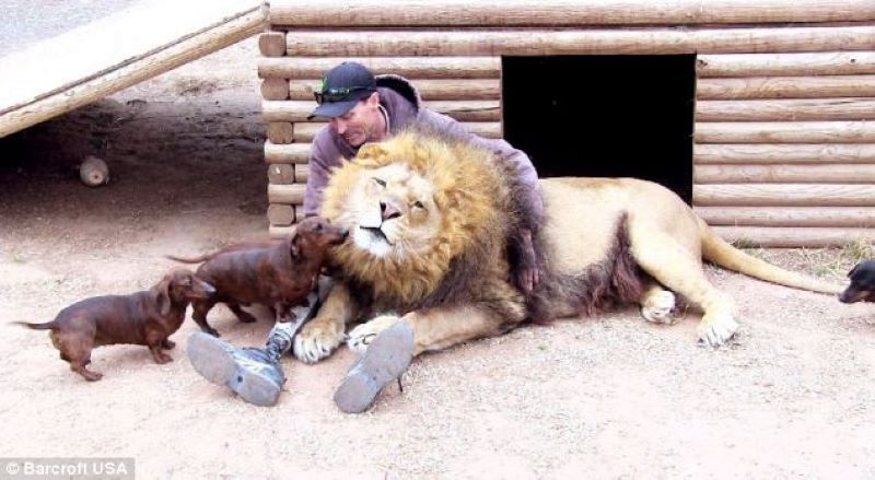 Ce que ce chien a fait dans la cage du lion a choqué tout le monde