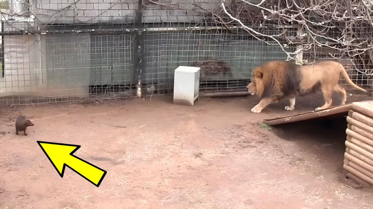 Ce chien se retrouve dans la cage du lion, la suite est effroyable