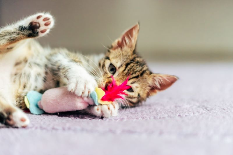 Ce sont les jouets pour chats qui s'amusent et sont bons pour leur santé