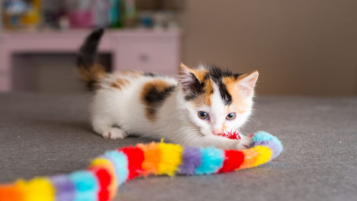 Voici quels sont les jouets pour chats qui sont sans danger pour eux