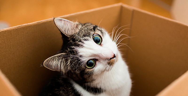 Ce sont les jouets pour chats qui s'amusent et sont bons pour leur santé