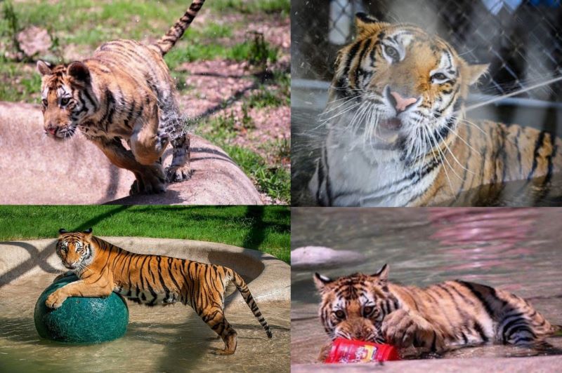 Ce tigre du Bengale pesait 13 kilos lorsqu'il a été sauvé, il s'est rétabli de façon impressionnante