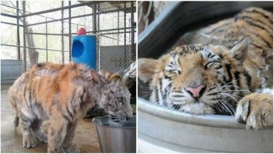 Ce tigre du Bengale pesait 13 kilos lorsqu'il a été sauvé, il s'est rétabli de façon impressionnante