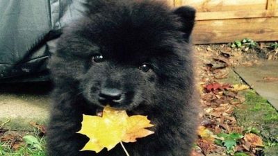 Ce vétérinaire panique quand il examine ce chien, il appelle directement la police