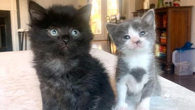 Ces 2 chatons se rencontrent en famille d’accueil et deviennent complices comme jamais