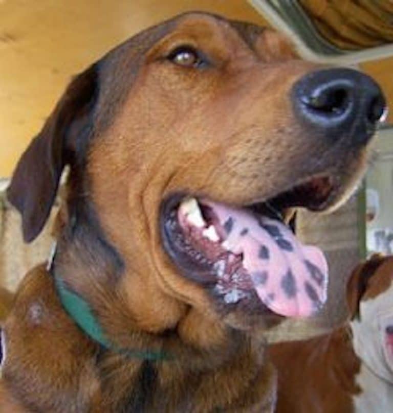 Pourquoi votre chien a une tache noire sur la langue ? Un vétérinaire répond