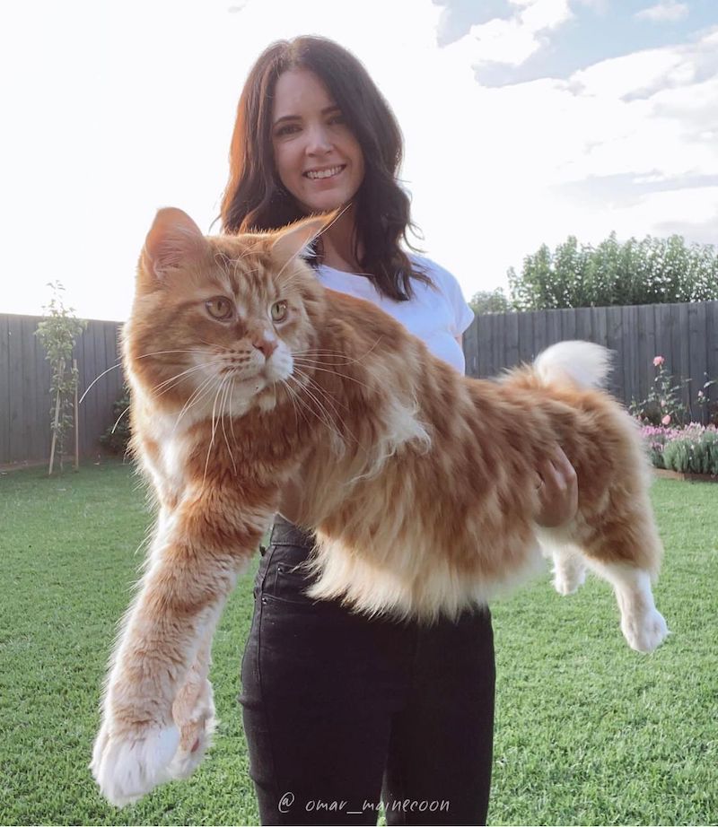 Le plus gros chat du monde