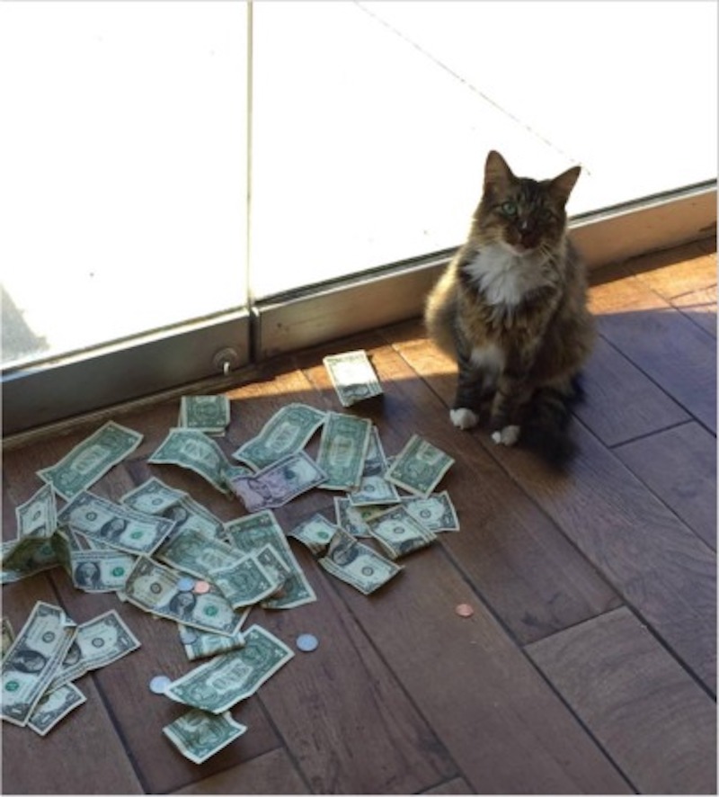 Cet adorable chat vole tous les cœurs mais aussi votre argent, incroyable !