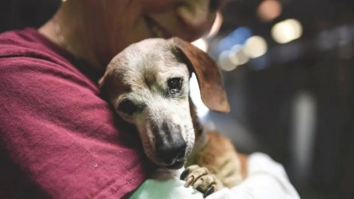 Ce chien a été trouvé en sale étant abandonné dans les rues