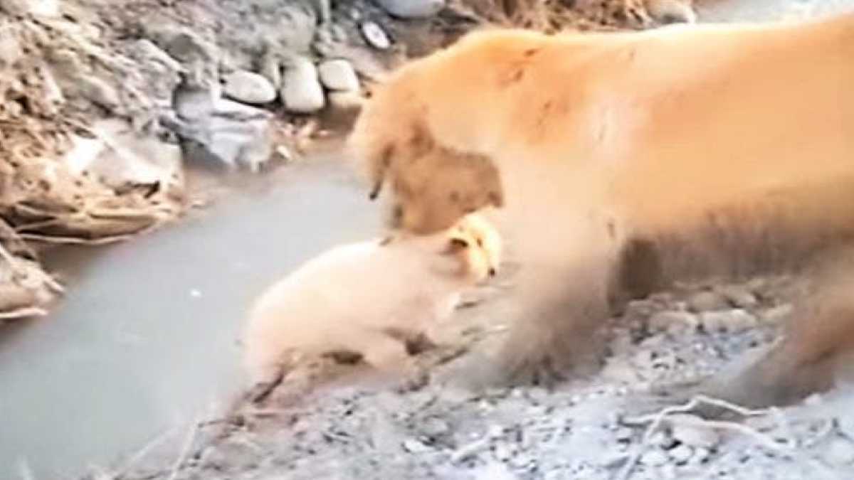 Cette chienne affronte tous les dangers pour sauver son chiot tombé dans un fossé