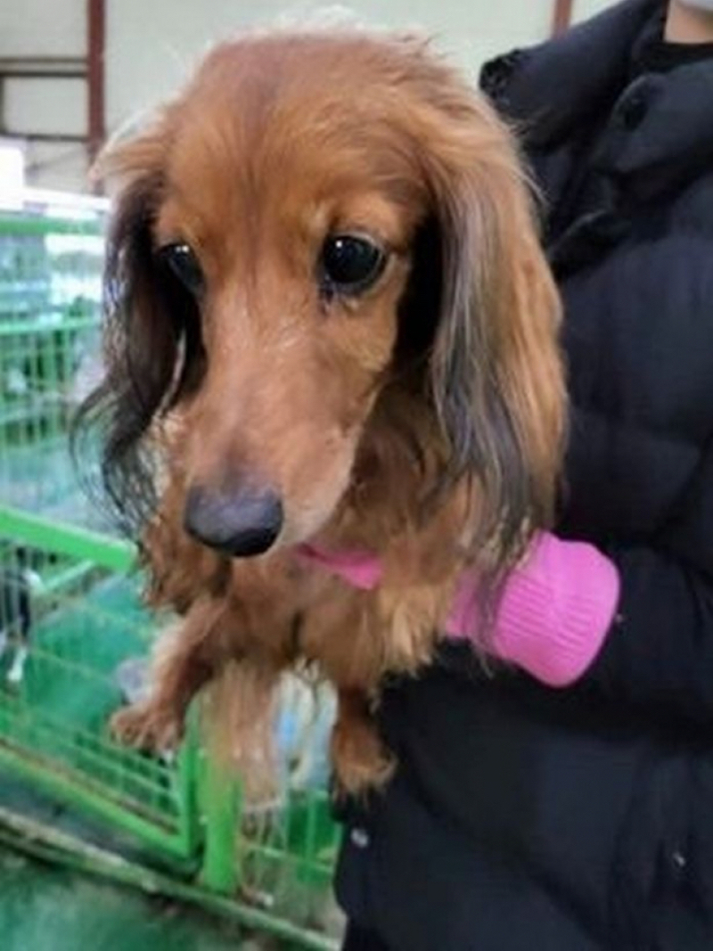 Cette chienne devait mourir sur un marché de viande canine, sa vie bascule à la dernière minute