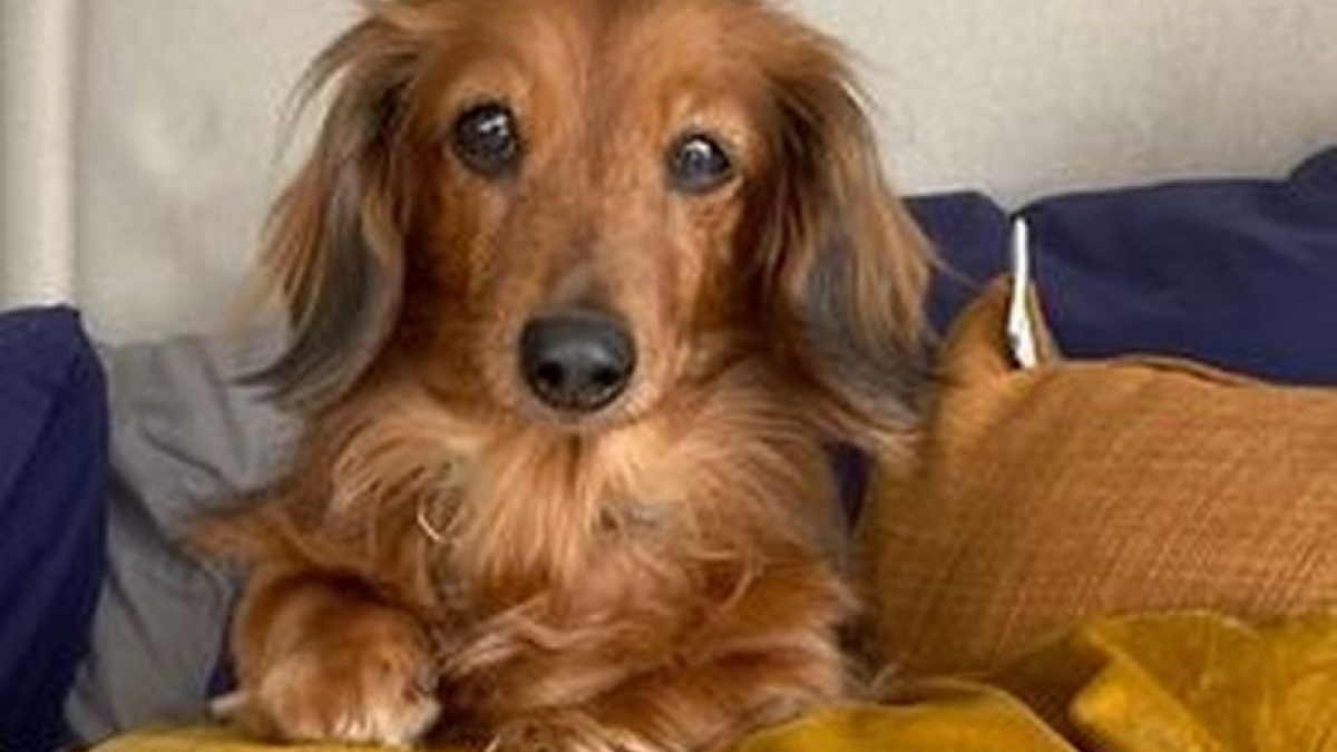 Cette chienne devait mourir sur un marché de viande canine, sa vie bascule à la dernière minute