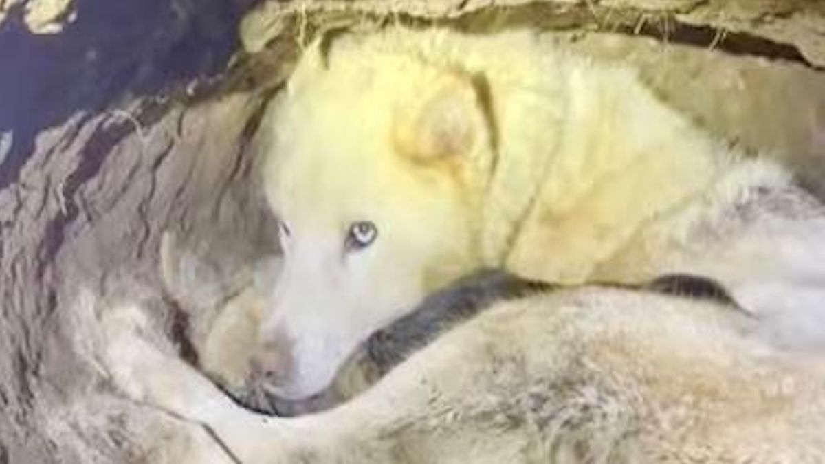 Cette chienne Husky disparaît 4 jours, la raison va surprendre 20 millions de personnes (Vidéo)