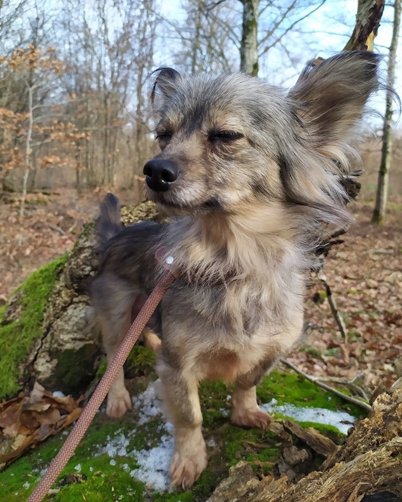 Cette petite chienne enchaînée durant 8 ans veut désormais découvrir le monde