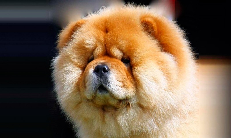 Chien Chow chow