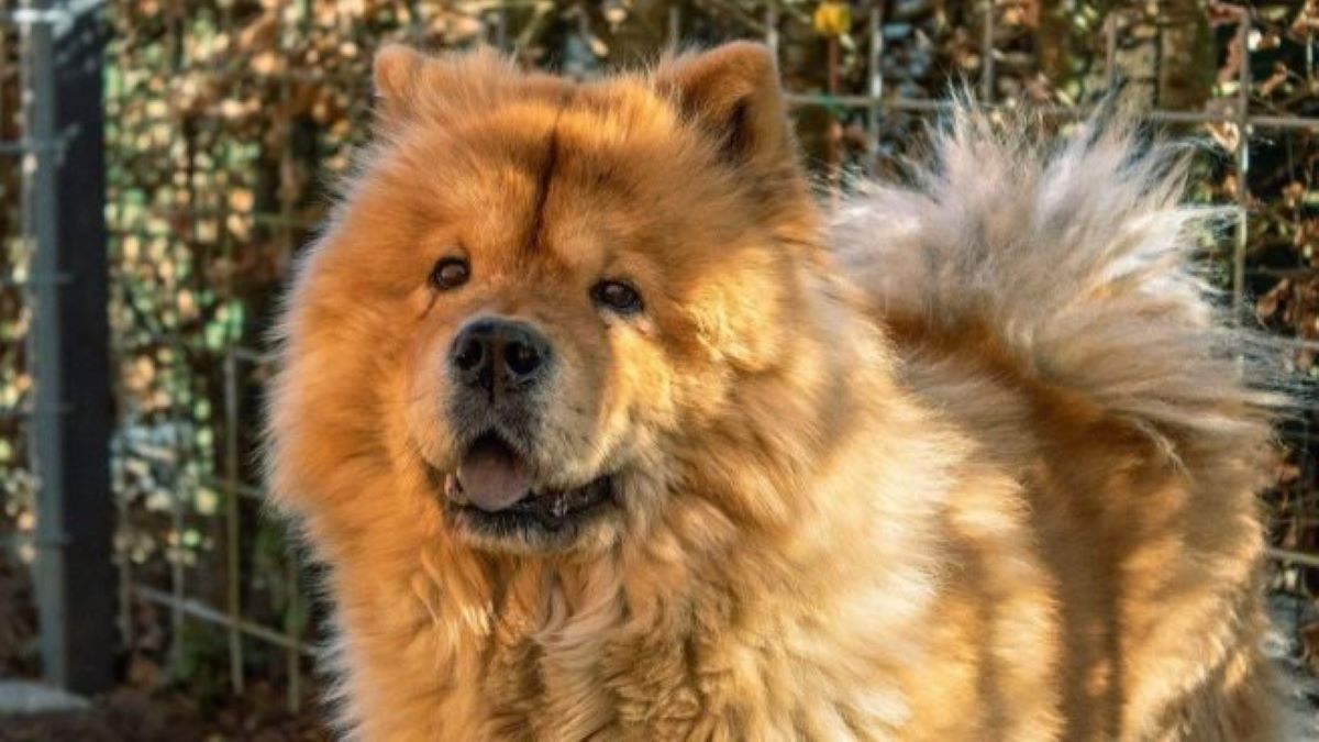 Chow chow, connaître l'histoire et les caractéristiques de ce chien incroyable