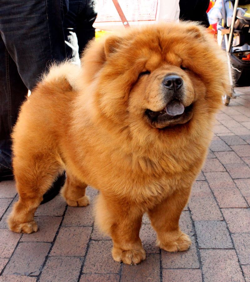 Le chien Chow chow