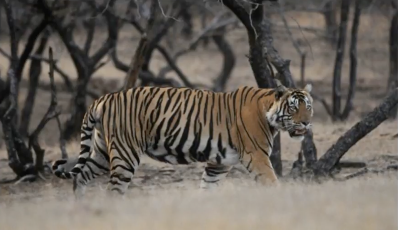 Combat effroyable entre un tigre et un ours, cette vidéo va vous glacer le sang