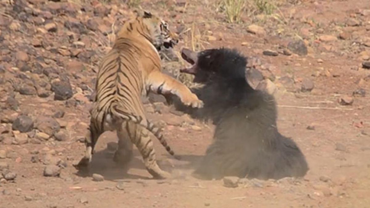 Combat effroyable entre un tigre et un ours, cette vidéo va vous glacer le sang