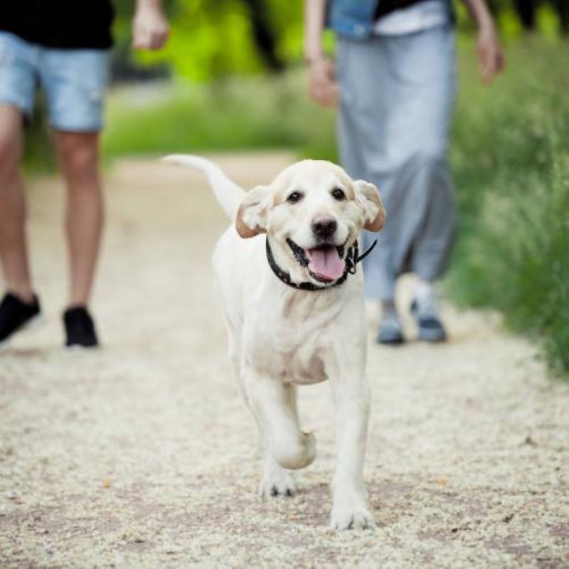 Voici les meilleurs conseils pour apprendre à votre chien à marcher sans laisse