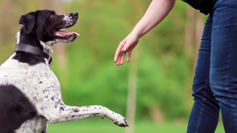 Comment éduquer un chien à marcher sans laisse ? Avec ces conseils, vous pouvez y arriver