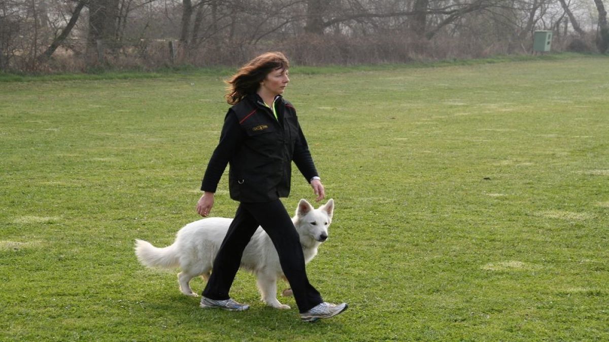 Voici les meilleurs conseils pour apprendre à votre chien à marcher sans laisse