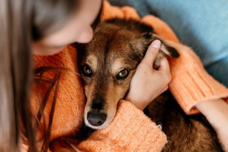 Comment les chiens choisissent-ils leur personne préférée ?