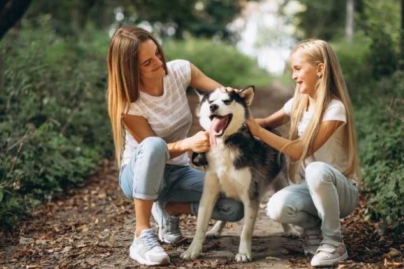 Comment les chiens choisissent-ils leur personne préférée ?