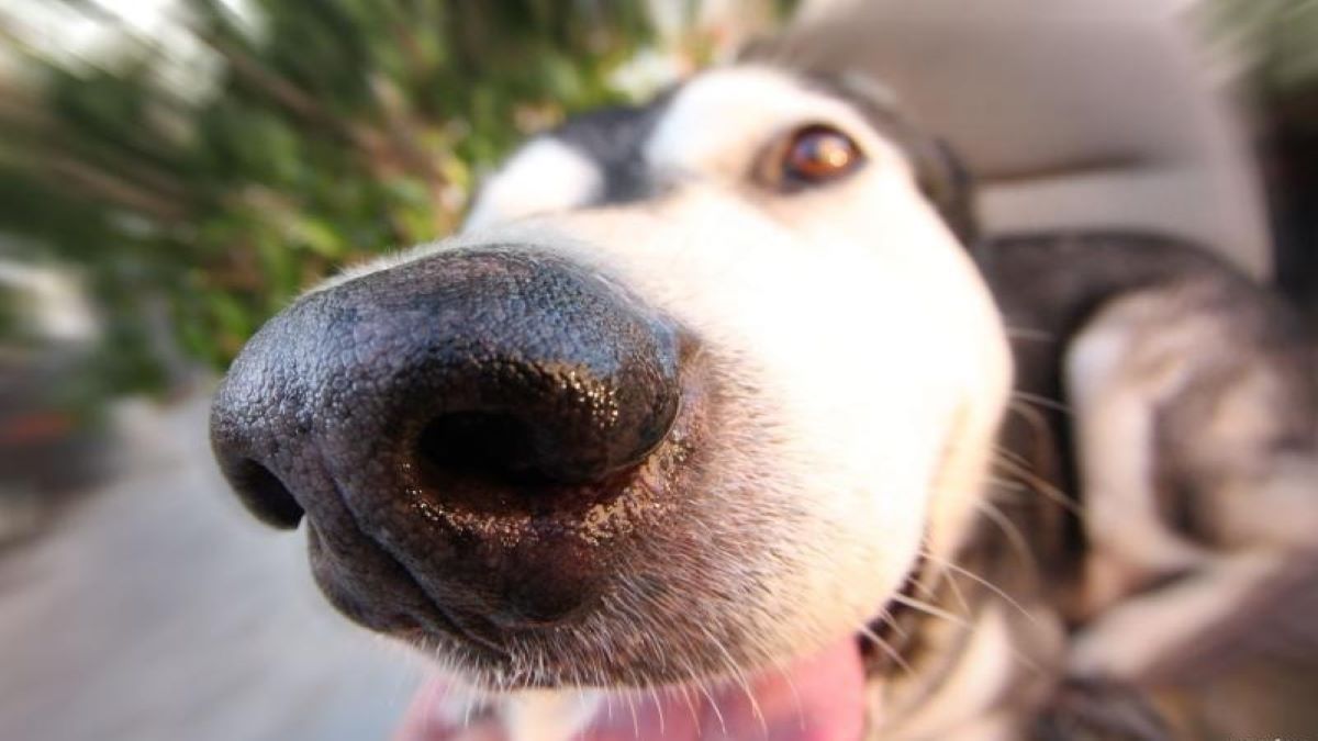 Comment les chiens peuvent-ils voir à travers leur nez ?