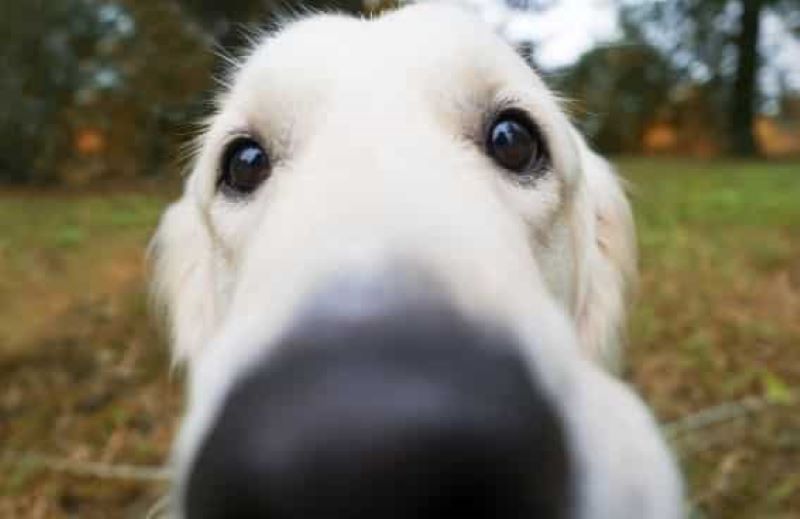 Comment les chiens peuvent-ils voir à travers leur nez ?